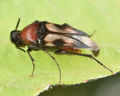 Macrosiagon pectinata