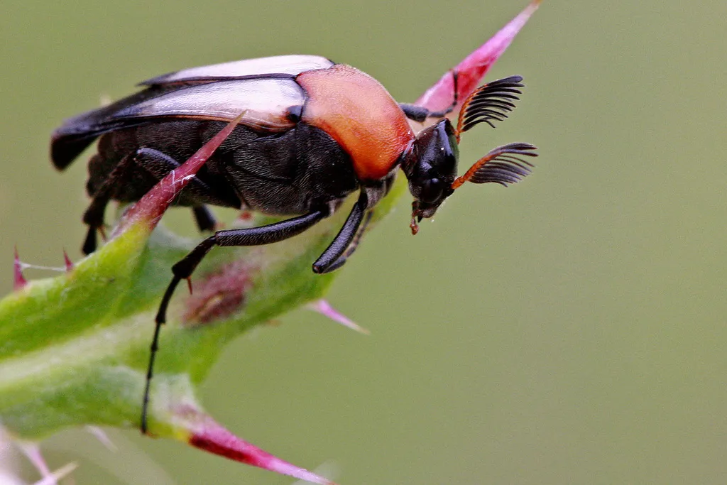 Macrosiagon sayi - photo 2