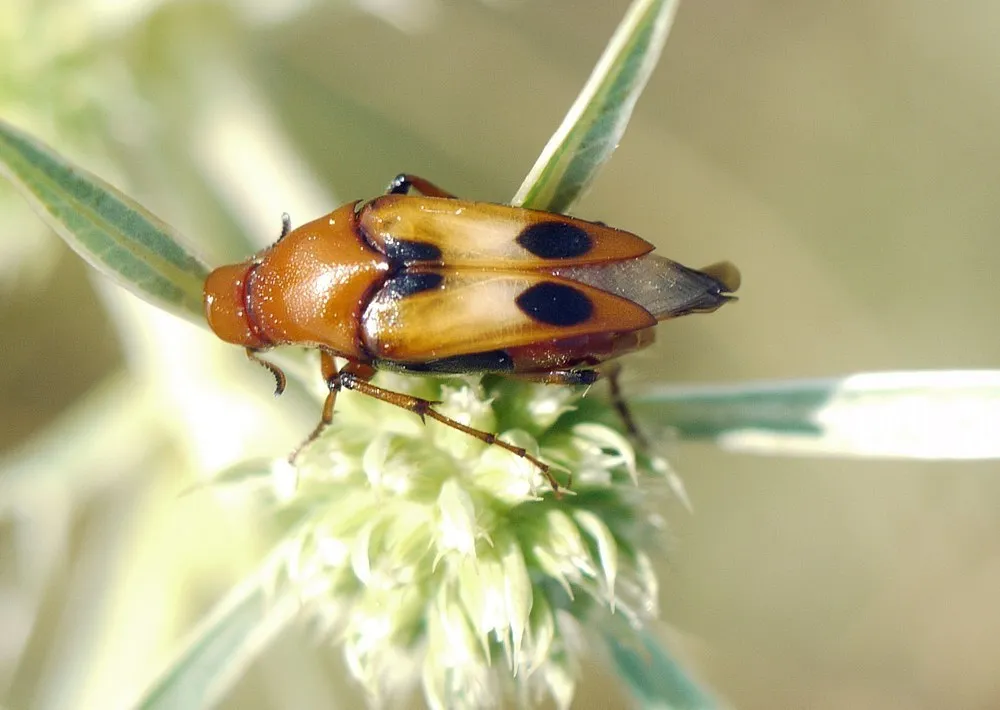 Macrosiagon tricuspidata - photo 2