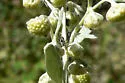 Absinthe Aphid