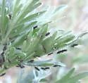 Absinthe Aphid - photo 2
