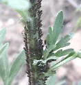 Absinthe Aphid - photo 3