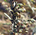Absinthe Aphid - photo 4