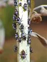 Absinthe Aphid - photo 5