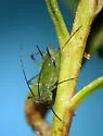 Macrosiphoniella glabra