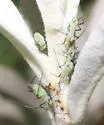 White Sage Aphid - photo 4