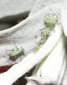 White Sage Aphid - photo 5