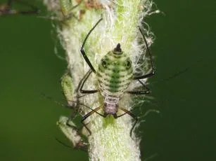 Macrosiphoniella millefolii