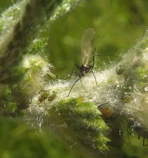 Macrosiphoniella millefolii - photo 2