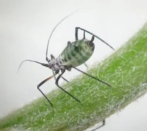 Macrosiphoniella millefolii - photo 3
