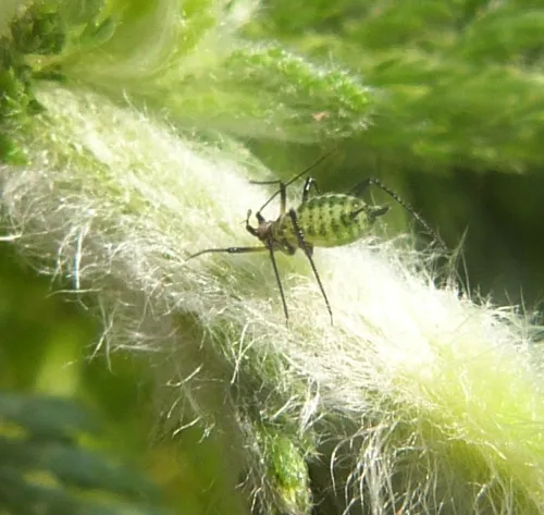 Macrosiphoniella millefolii - photo 4
