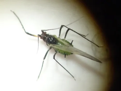 Macrosiphoniella millefolii - photo 5