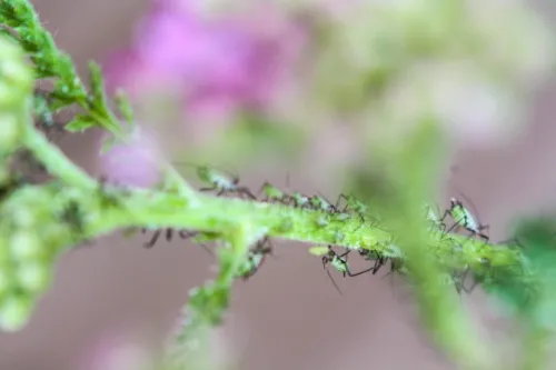Macrosiphoniella millefolii - photo 6