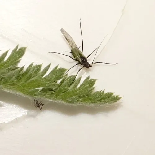Macrosiphoniella millefolii - photo 7