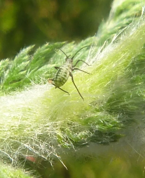 Macrosiphoniella millefolii - photo 8