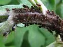 Chrysanthemum Aphid
