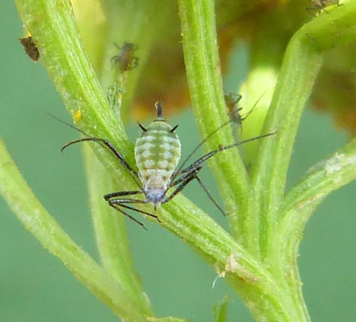Macrosiphoniella tanacetaria
