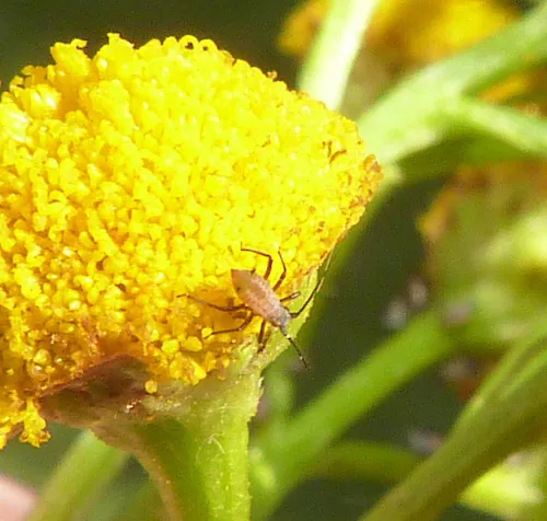 Macrosiphoniella tanacetaria - photo 2