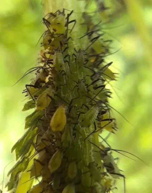 Macrosiphoniella tanacetaria - photo 3