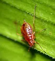 Macrosiphum badium