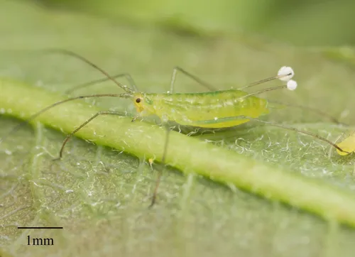 Macrosiphum californicum