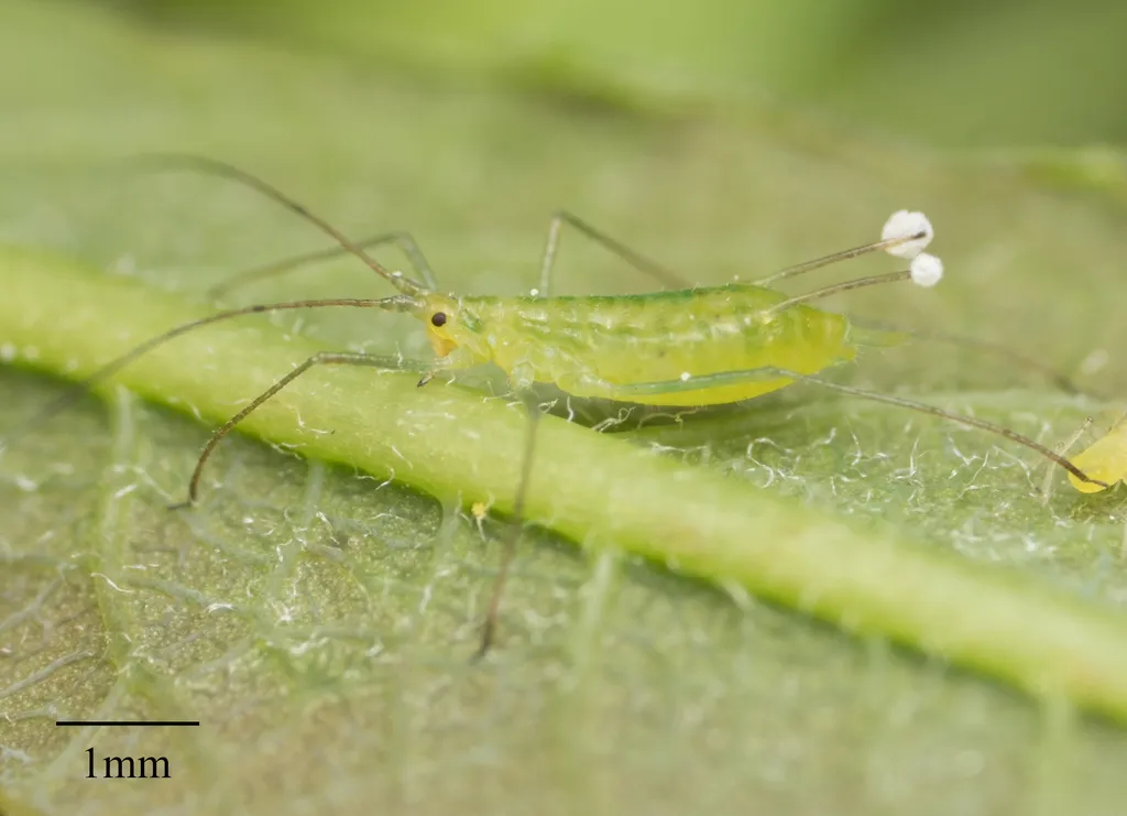 Macrosiphum californicum - photo 2