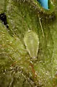 Macrosiphum clydesmithi - photo 2