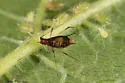 Macrosiphum coryli