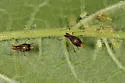 Macrosiphum coryli - photo 2