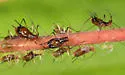 Macrosiphum coryli - photo 3