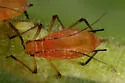 Macrosiphum gaurae