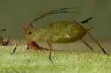 Macrosiphum gaurae - photo 2