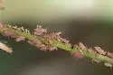 Macrosiphum gaurae - photo 3