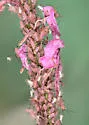 Macrosiphum gaurae - photo 4