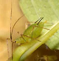 Macrosiphum impatientis