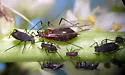 Macrosiphum kiowanepus