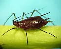 Macrosiphum kiowanepus - photo 2