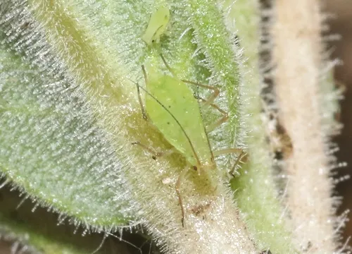 Macrosiphum mentzeliae - Macrosiphum mentzeliae
