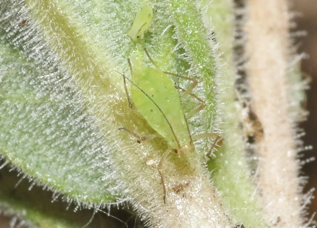 Macrosiphum mentzeliae - photo 2