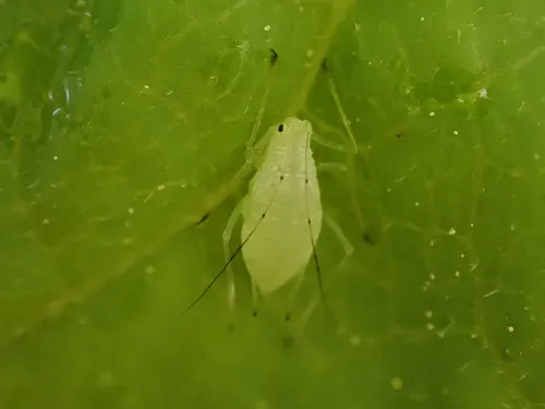 Macrosiphum olmsteadi