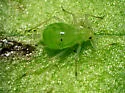Macrosiphum oregonense - Macrosiphum oregonense