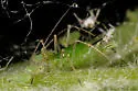Macrosiphum pseudocoryli