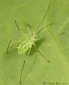 Macrosiphum ptericolens