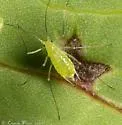 Macrosiphum ptericolens - photo 2