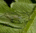 Macrosiphum ptericolens - photo 3