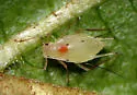Macrosiphum rhamni