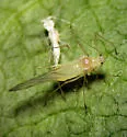 Macrosiphum rudbeckiarum - Macrosiphum rudbeckiarum