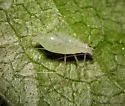 Macrosiphum rudbeckiarum - photo 2