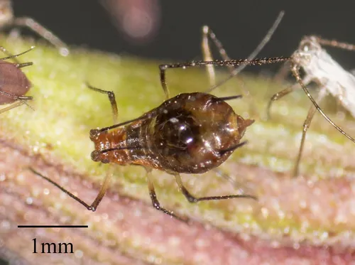 Black Sage Aphid - Macrosiphum salviae