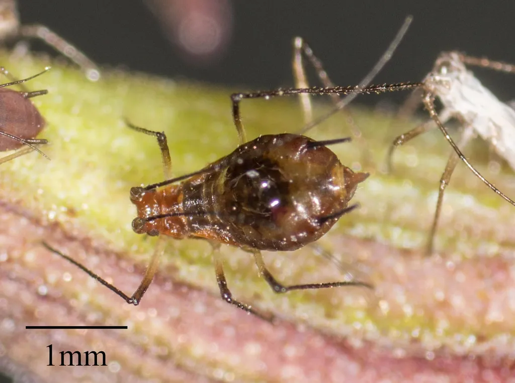 Black Sage Aphid - photo 2
